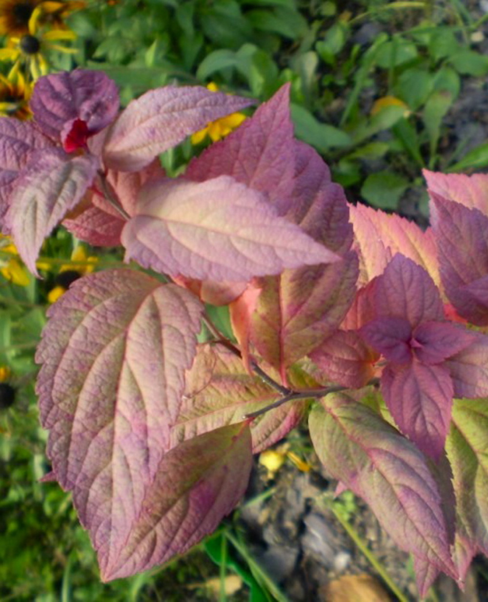 Спирея японская `Макрофилла`, Spiraea japonica `Macrophylla` | СадПарад